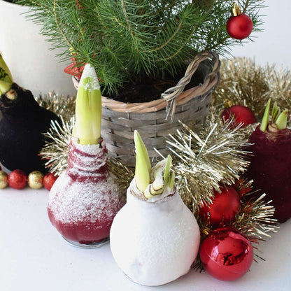 Amaryllis - Hippeastrum 'Wax Snow Red' - Flower Bulb - Red