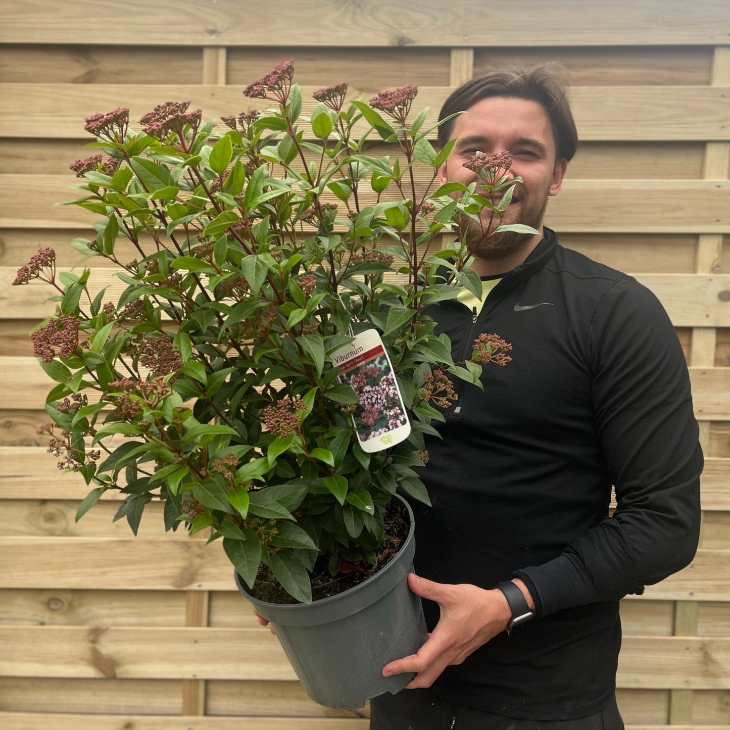 Viburnum tinus 'Spirit' 2L / 5L