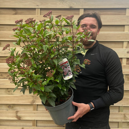 Viburnum tinus 'Spirit' 2L / 5L