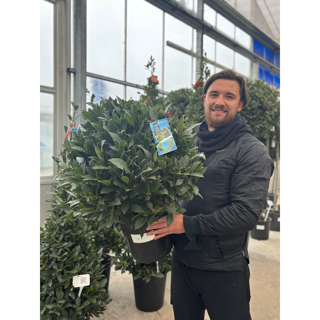 Established Laurus Nobilis Ball (Bay Leaf Ball) 15L / 24L / 30L