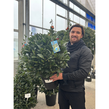 Established Laurus Nobilis Ball (Bay Leaf Ball) 15L / 24L / 30L