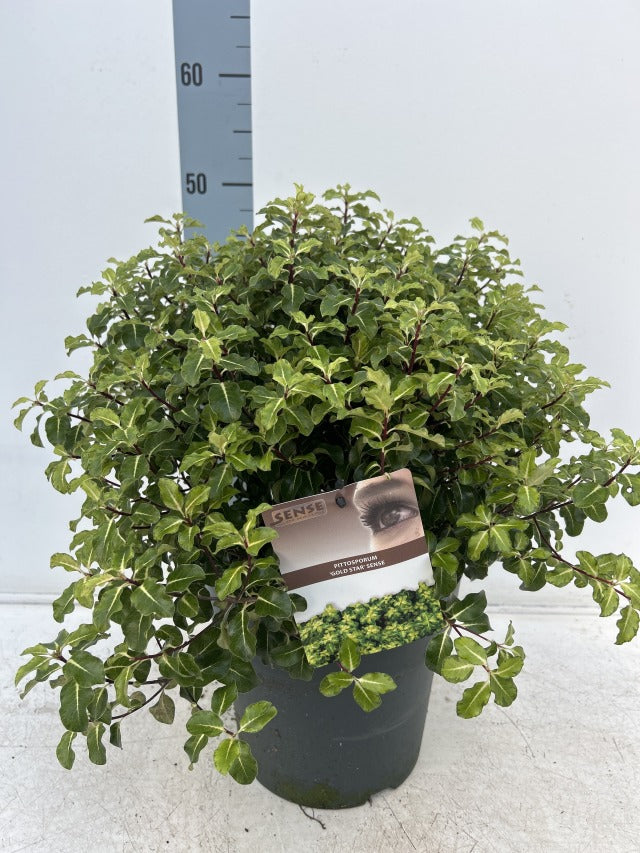 Pittosporum tenuifolium 'Gold Star' 9cm / 5L Ball