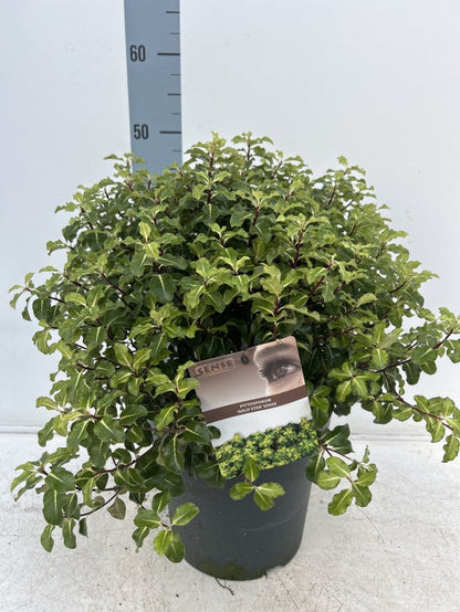 Pittosporum tenuifolium 'Gold Star' 9cm / 5L Ball