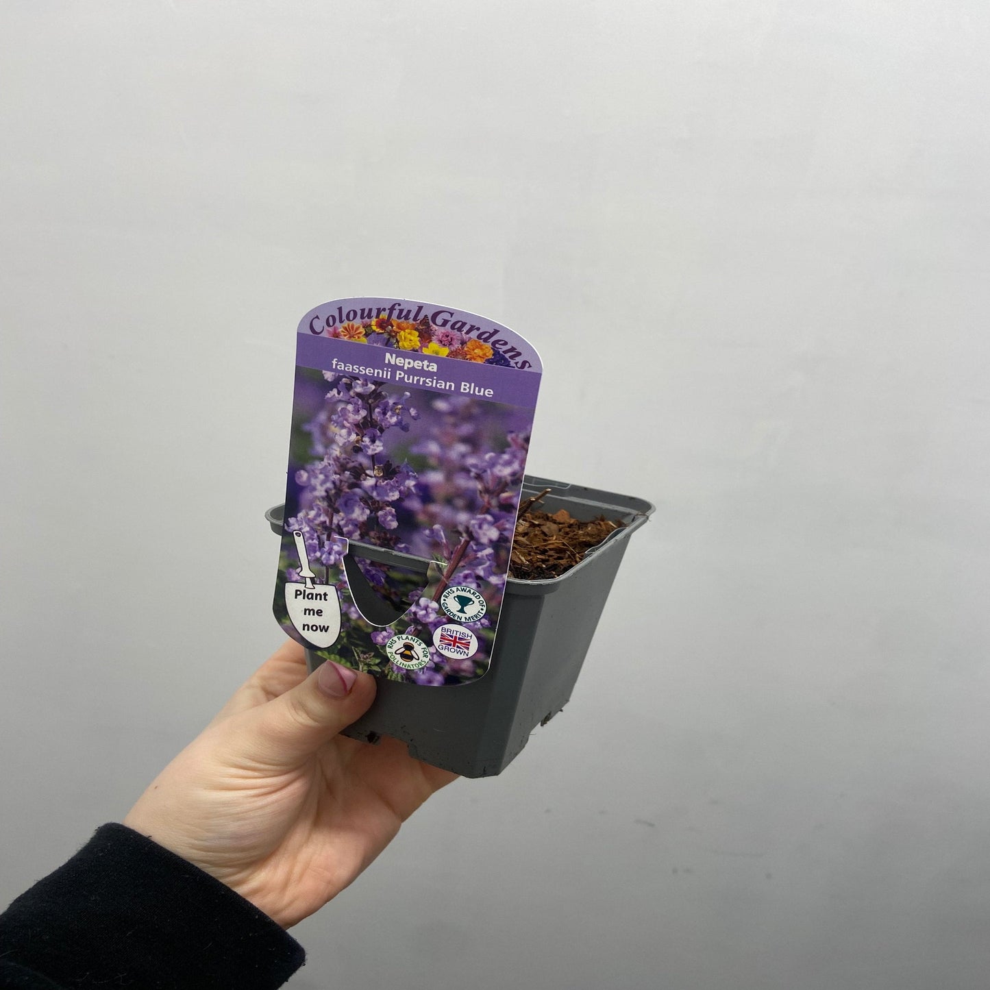 Nepeta 'Purrsian Blue' 9cm / 2L