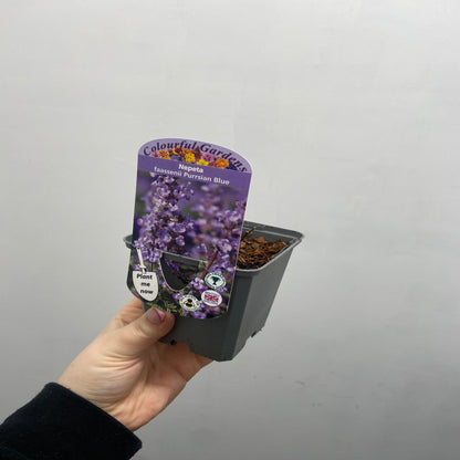 Nepeta 'Purrsian Blue' 9cm / 2L