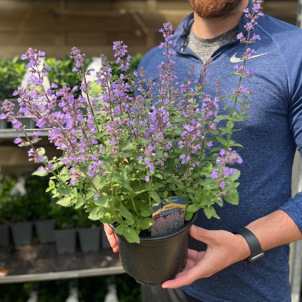 Nepeta 'Purrsian Blue' 9cm / 2L