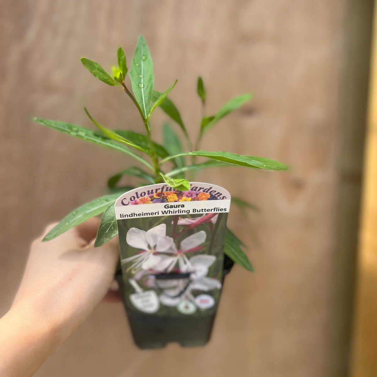 Gaura 'Whirling Butterflies' 9cm Growers Pot