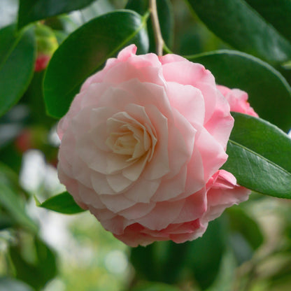 Camellia japonica 'Nuccio's Pearl' 60cm / 100cm