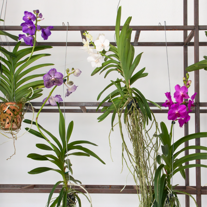 Vanda Orchid - Vanda 'Pink' - Height 45-55cm
