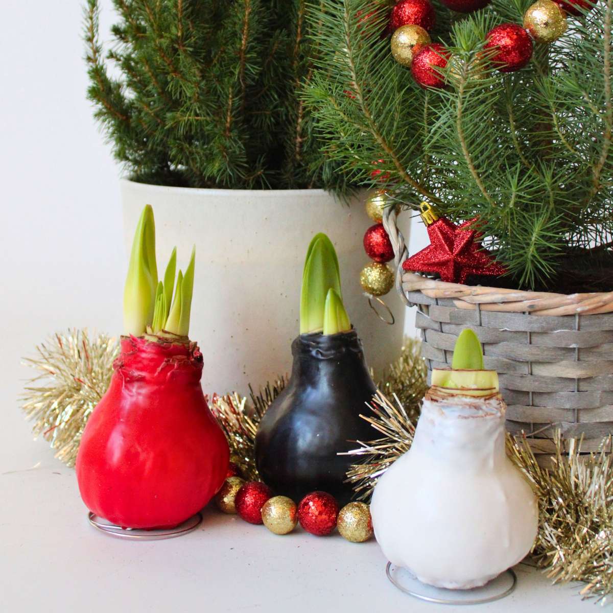 Amaryllis - Hippeastrum 'Wax Red' - Flower Bulb - Red