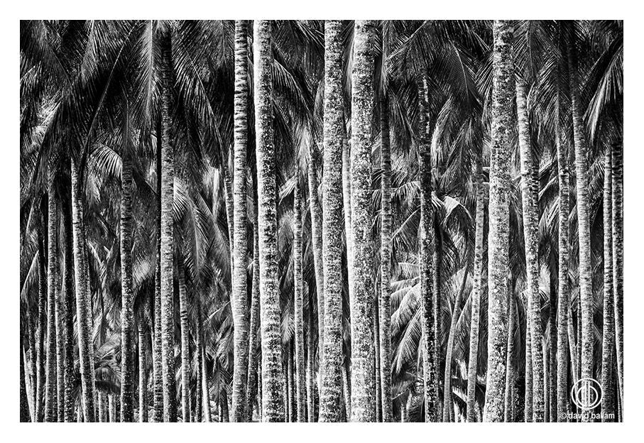 David Ballam - ZAN_36