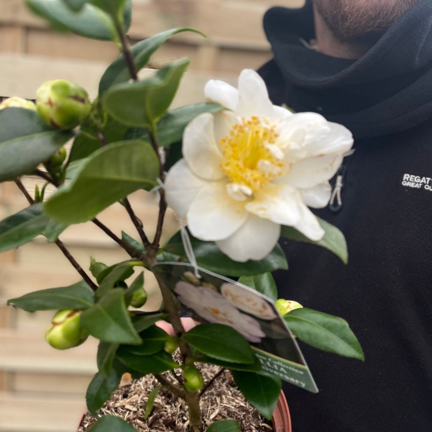 Camellia japonica 'Silver Anniversary' 9cm/3L