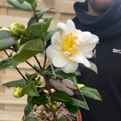 Camellia japonica 'Silver Anniversary' 9cm/3L