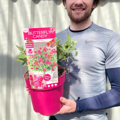 Buddleja Butterfly Candy 'Little Pink' 9cm/1L/2L/3L