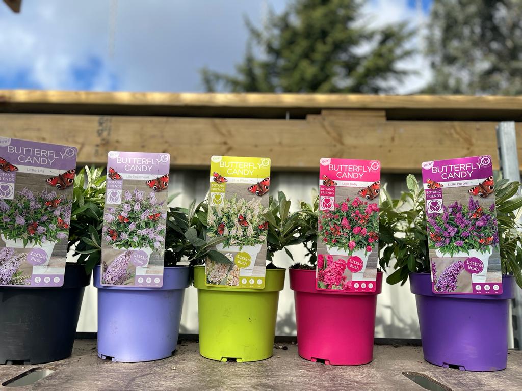 Buddleja Butterfly Candy 'Lila Sweatheart' 1/3L