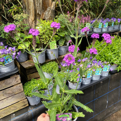 Verbena rigida 'Dazzling Night' 9cm/1.5L