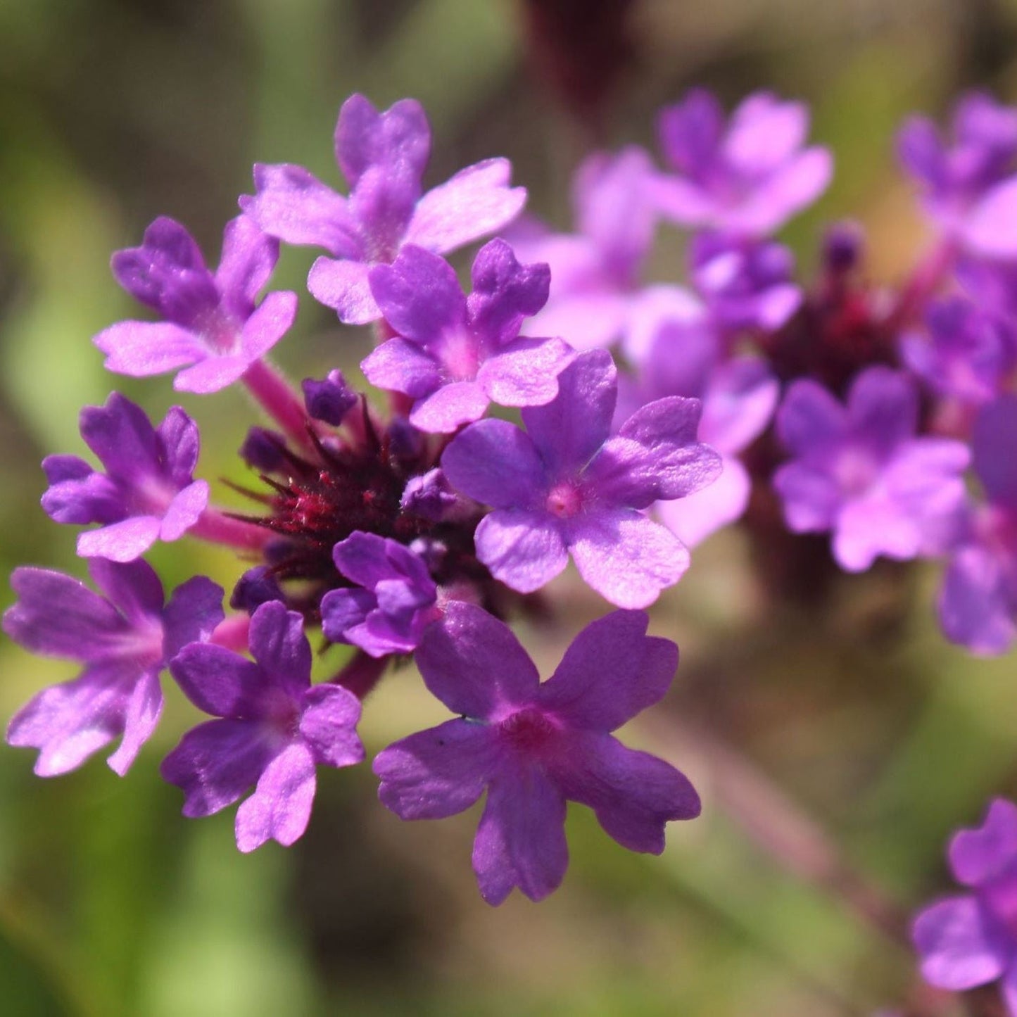 Verbena rigida 'Dazzling Night' 9cm/1.5L