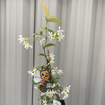 Evergreen Star Jasmine | Trachelospermum jasminoides | Climber