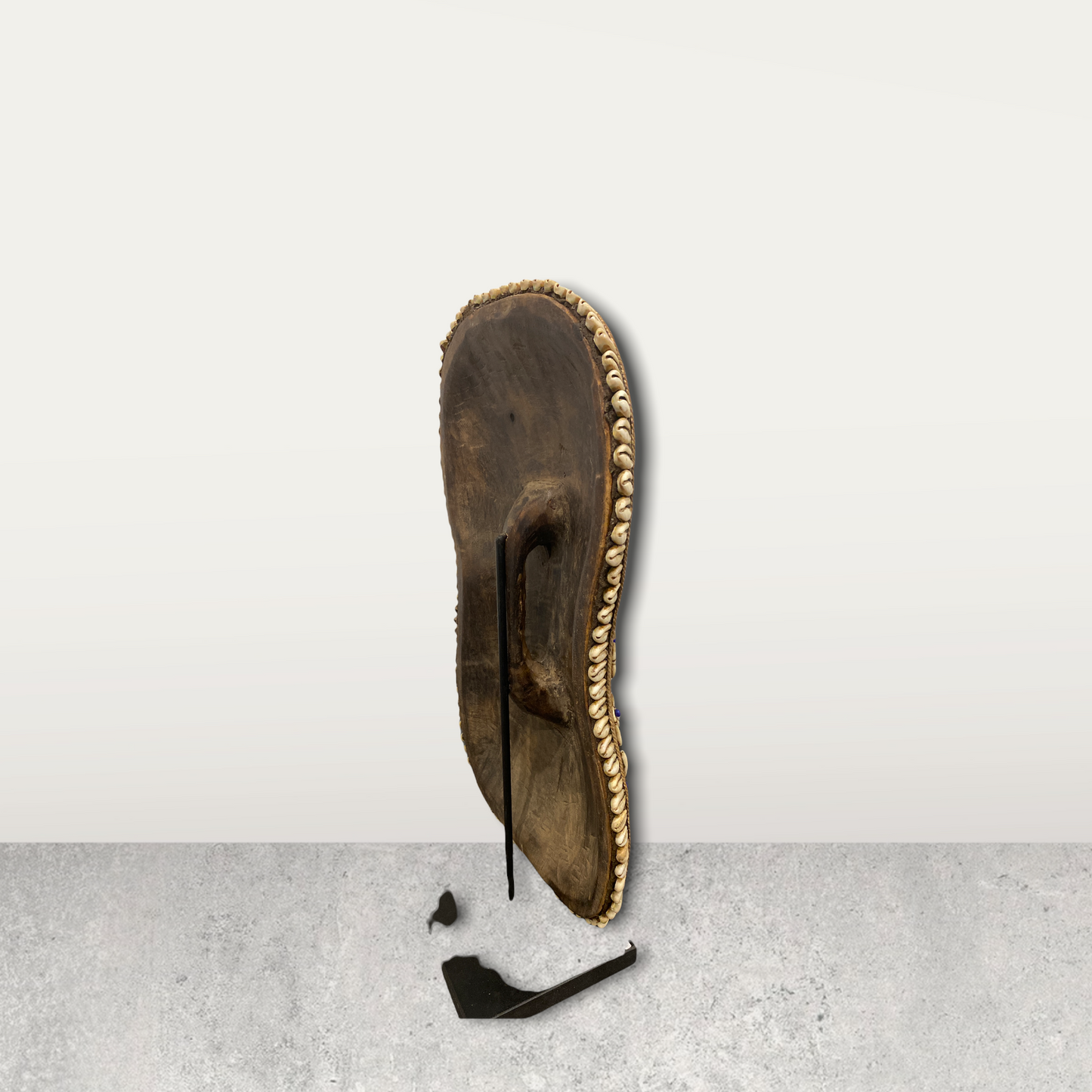 Cameroon Shield Cowrie shell Flower