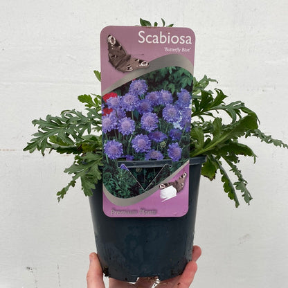 Scabiosa Butterfly Blue 9cm/2L