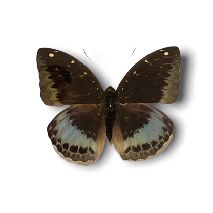 Butterfly - wooden frame (113.1)