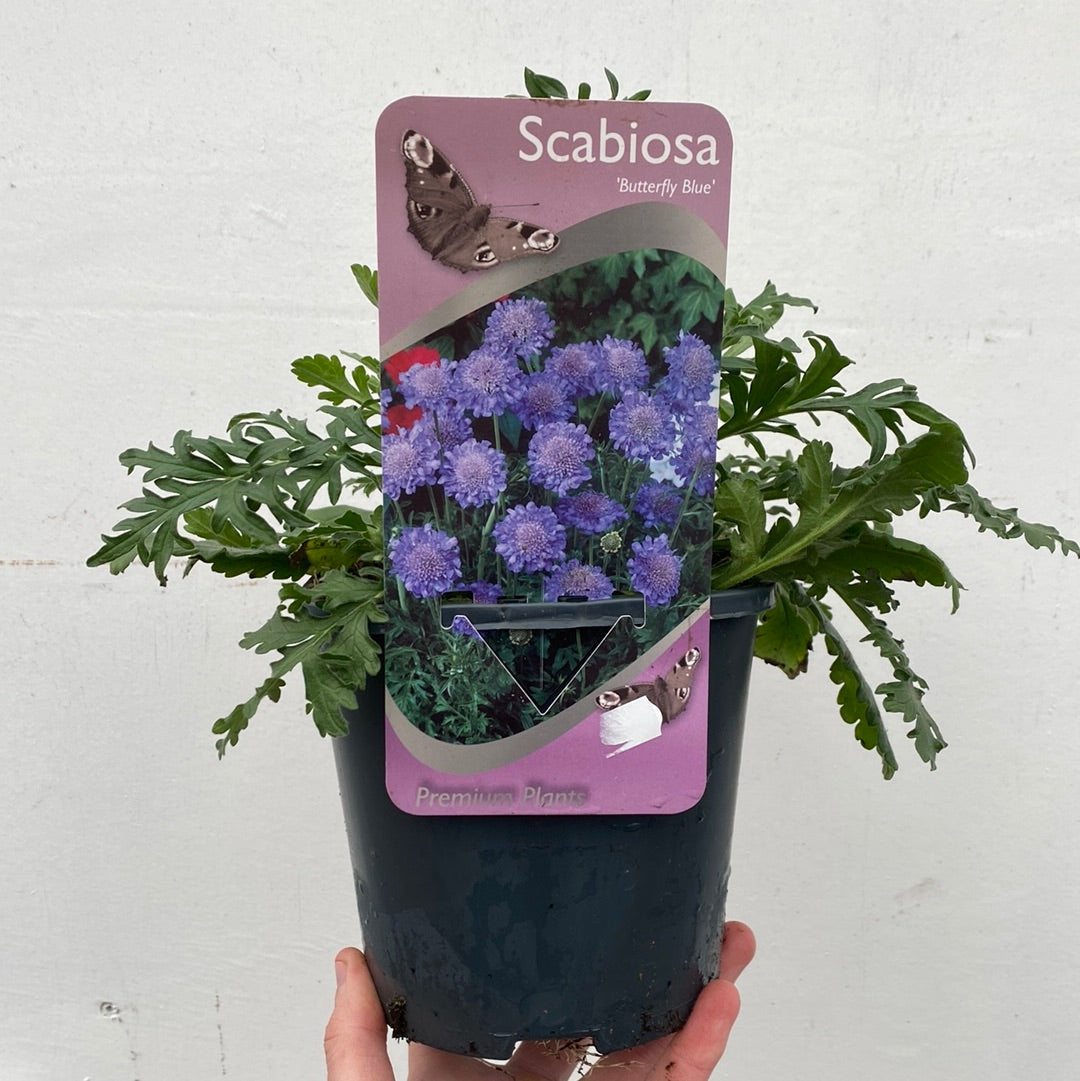 Scabiosa Butterfly Blue 9cm/2L
