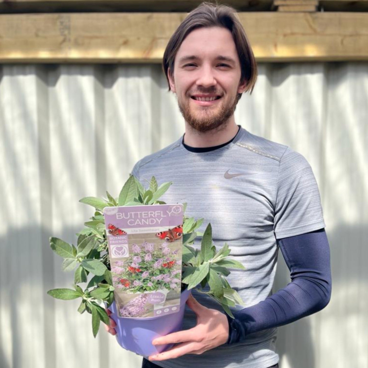 Buddleja Butterfly Candy 'Lila Sweatheart' 1/3L