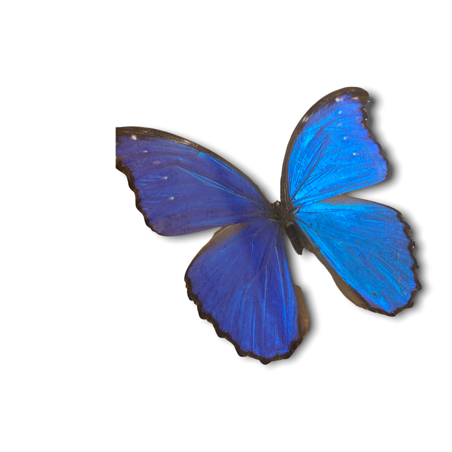 Butterfly - wooden frame big blue (111.1)