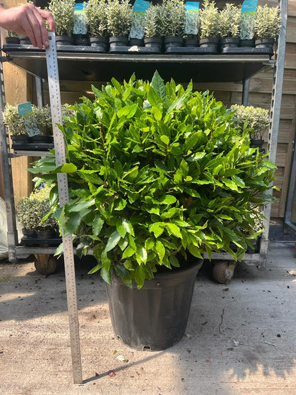 Established Laurus Nobilis Ball (Bay Leaf Ball) 15L / 24L / 30L
