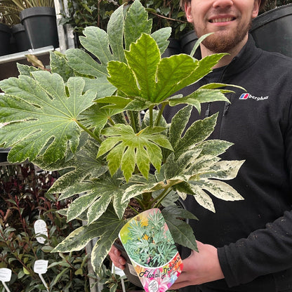 Fatsia japonica 'Spider's Web' 2L-7.5L