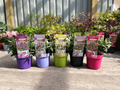 Buddleja Butterfly Candy 'Lila Sweatheart' 1/3L