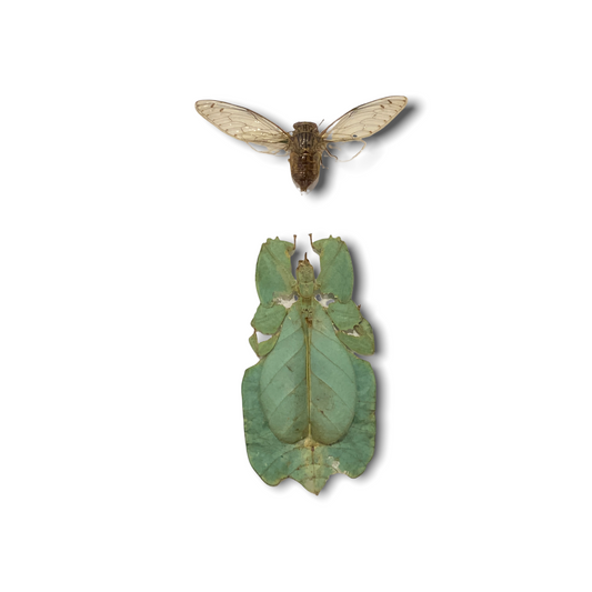 Leaf insect/ Phylliidae - wooden frame (110.1)