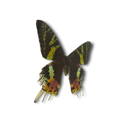 Butterfly - wooden frame (112.1)