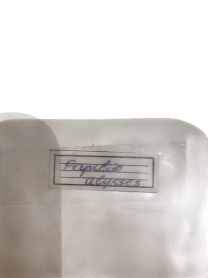 Butterfly in Yellow Frame