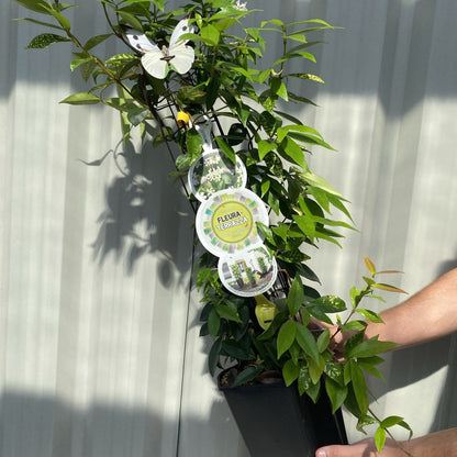 Evergreen Star Jasmine | Trachelospermum jasminoides | Climber