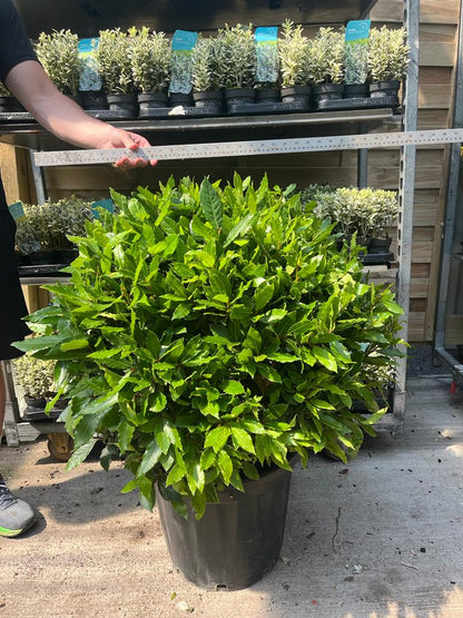 Established Laurus Nobilis Ball (Bay Leaf Ball) 15L / 24L / 30L