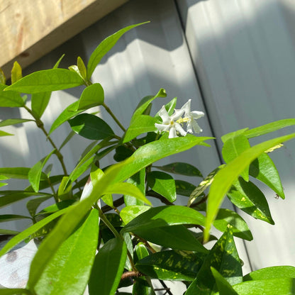 Trachelospermum jasminoides | Evergreen Star Jasmine Cone