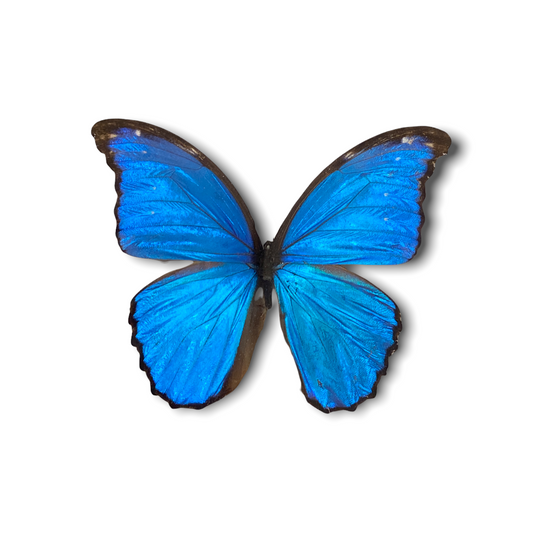 Butterfly - wooden frame big blue (111.1)