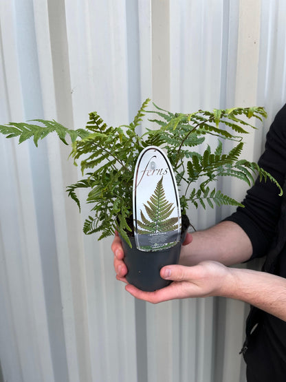 Fern Dryopteris 11cm