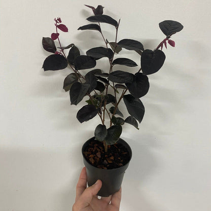 Loropetalum Chinese Pipas Red 9cm