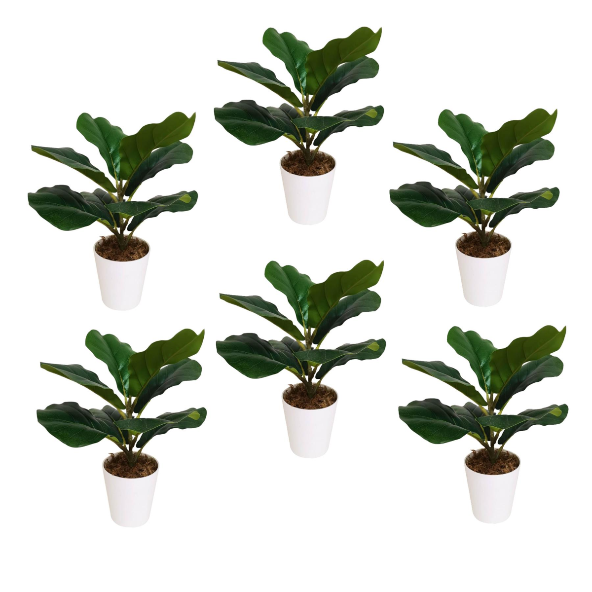 Pack of 6 x 38cm Potted Fiddle Fig Plant