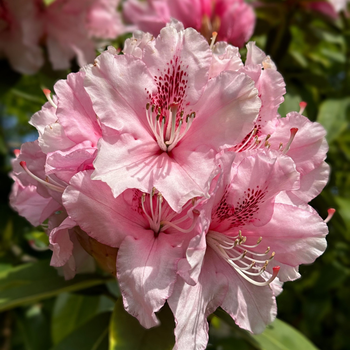 Rhododendron hybride 'Dr. A Schweitzer' 5L (60-70cm inc. pot)
