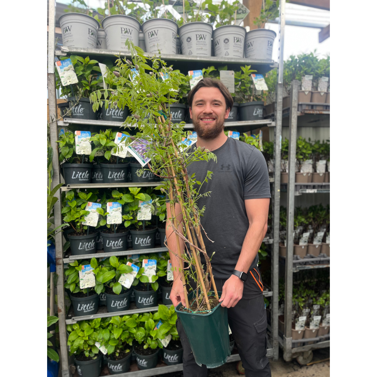 Wisteria sinensis 'Amethyst Falls' Pyramid 110cm 5L