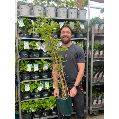 Wisteria sinensis 'Amethyst Falls' Pyramid 110cm 5L