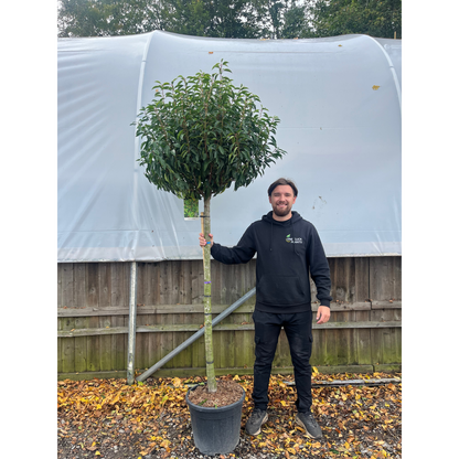 1/2 Standard Portuguese Laurel Tree 2m (stem 1.3m + head)