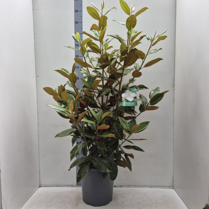 5-6ft (150-180cm) Evergreen Magnolia | Magnolia grandiflora | Hedge Plants