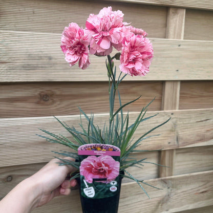Dianthus 'Doris' 9cm