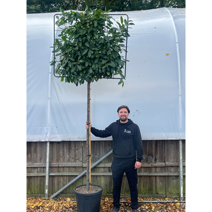 Cherry Laurel 'Novita' Pleached Tree - 1.5m Stem, 1.2m x 1m (Metal Frame)