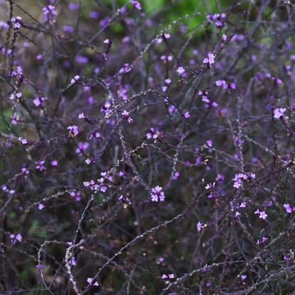 Verbena officinalis var. grandiflora 'Bampton' 2L