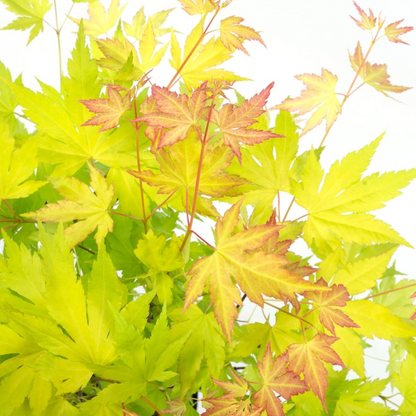 Japanese maple - 2 pcs. - Acer palmatum 'Orange Lace' - Height 60-70cm - ⌀19cm